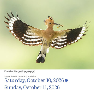 Audubon Birds 2026 Page-a-Day Desk Calendar