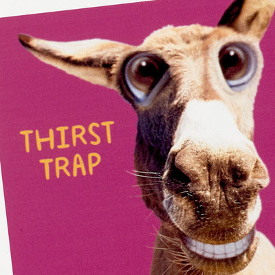 Smiling Donkey Photo Funny Coaster