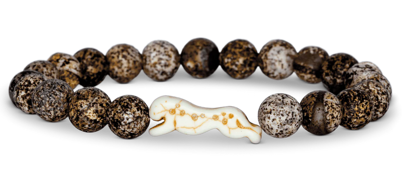 The Sprint - Cheetah - Kalahari