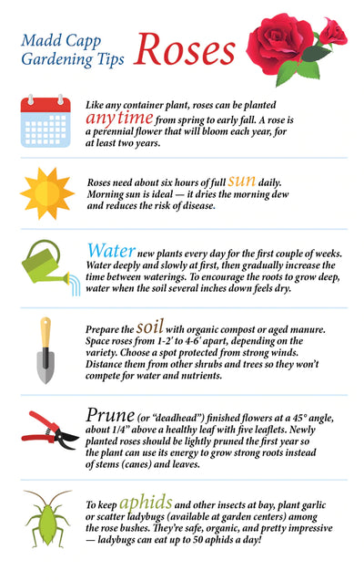 On one side is a fold-out puzzle image to use as a reference or hang as a poster. including six great gardening tips.