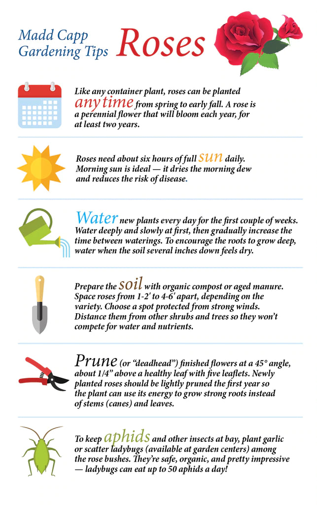 On one side is a fold-out puzzle image to use as a reference or hang as a poster. including six great gardening tips.